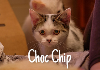 Choc Chip