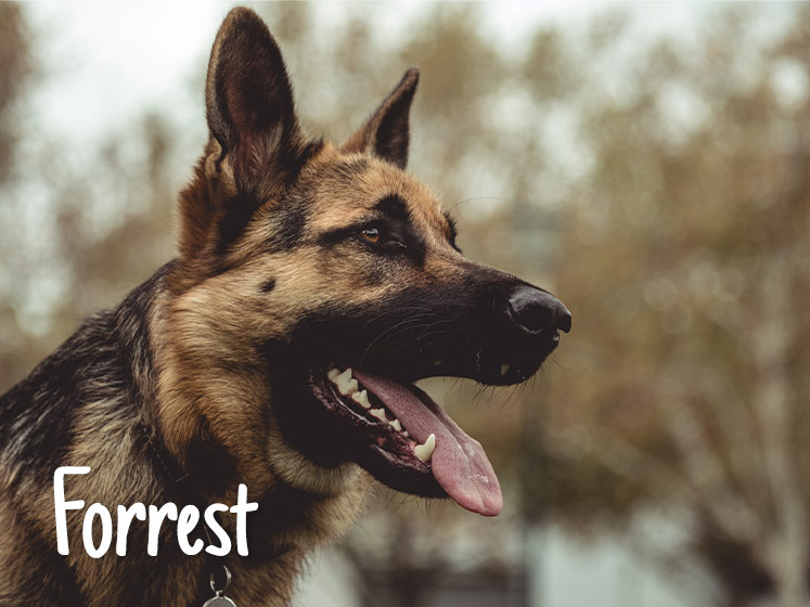 Forrest
