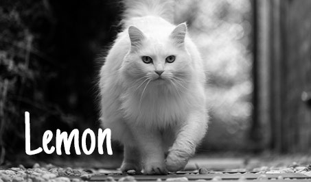 Lemon