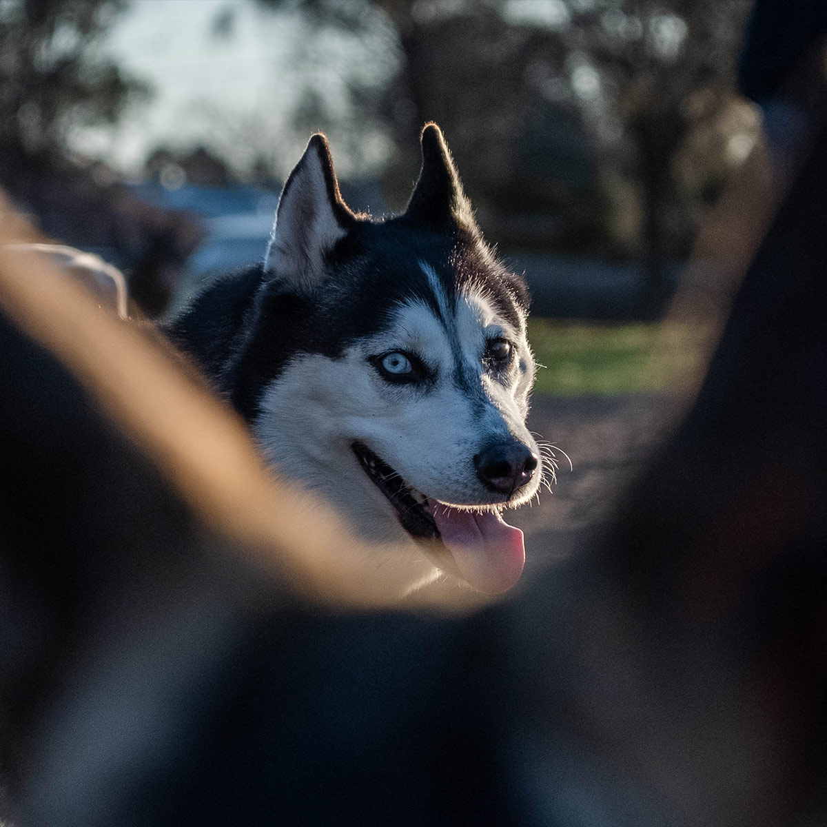 Doge